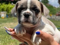 Merhaba ben coco bulldog