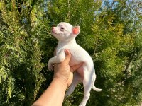 Şivava (chihuahua)