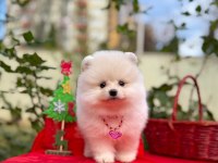 Safkan Pomeranian Boo Yavrularımız