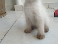 5 yaramaz siyam kedisi