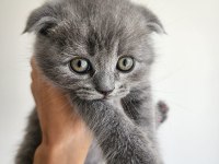 Safkan Bebeklerimizi Sahiplendiriyoruz Scottish Fold