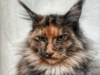 Dişi Maine Coon