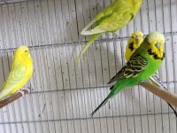 Jumbo Muhabbet Kuşları