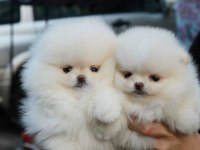 POMERANİAN BOO VE SPITZ IKI SECENEKTE MEVCUT