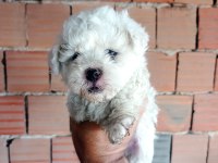 Kar beyaz maltipoo yavrular
