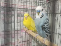 Damızlık ve Yavru Muhabbet Kuşlar