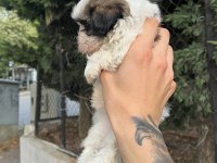 Shih tzu dişi minyatür yavru