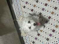 TÜM AŞILARI TAM 8 AYLIK DİŞİ YAVRU MALTİPOO