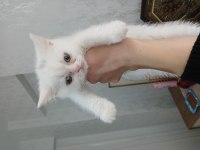 Kar beyaz british shorthair yavrumuz