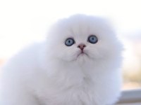 Türkiyede Tek Eşsiz Güzellik Scottish Fold Long Yavrum