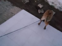 Hakiki Belçika Kurdu