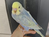 Rainbow muhabbet kuşu yavrular