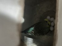 Yumurtalı takım muhabbet kuşlar