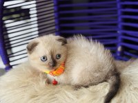 Scottish Fold Chocolate Point