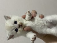 scottish fold & scottish straight bebekler