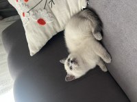 75 Günlük Erkek Yavru Kedimiz
