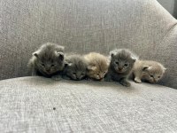 British Shorthair Yavrularım Yuvalarını Bekliyor