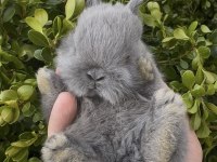 A Kalite Netherland Dwarf Yavru Tavşanlar