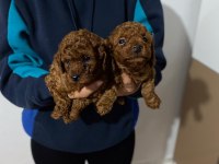 ÖMÜR BOYU IRK GARANTİLİ DARK VE RED BROWN TOY POODLE