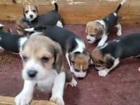 Safkan ırk garantili beagle yavrular