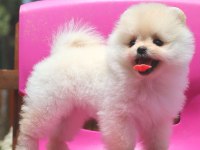 Pomeranian Boo Ayıcık surat Üst kalite bebekler