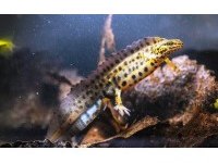 Lissotriton Vulgaris Semender (Nadir Ürün) 10-12 Cm 1 Adet