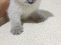 Scottish fold blue point uzun kulak