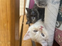 Yavru british shorthair 2 aylık