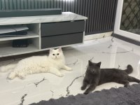 9 aylık oyuncu british shorthair erkek gri