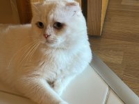 Scottish Fold Kedimizi Sahiplendirmek İstiyoruz