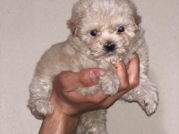 A+ kalite sağlık garantili maltipoo bebekler
