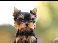 Wc eğitimli pasaportlu tea cup yorkshire terrier