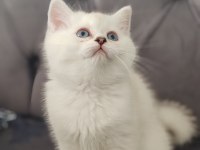 Safkan British Shorthair Erkek Yavru