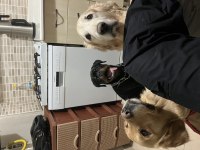 KİF kayıtlı şecereli rottweiler