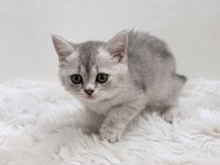 Silver point british shorthair bebeğim