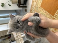 British shorthair dişi 1 aylık