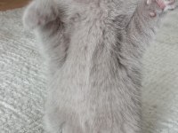 British shorthair son iki yavrumuz