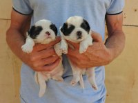 Ev ortamında bakılan kendi köpeğimizin yavruları