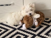 KAR BEYAZ KORE KAN TEACUP MALTESE YAVRULARIMIZ