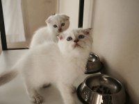 Scottish Fold Yavru Kediler