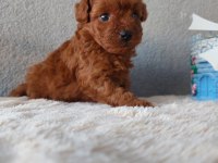 Kore Toy Poodle