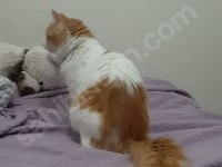 balküpü kedime acilen ömürlük bir yuva arıyorum