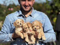 Maltipoo orijinal yavrularımız