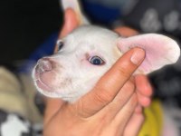 3 aylık chihuahua bebek