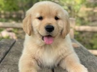 Baby Face Golden Retriever Yavrular 2 Aylık