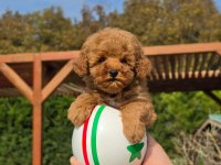 ÖZEL MİCRO TOY POODLE YAVRUSU BAŞKA YERDE YOK