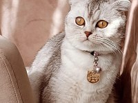 Scottish fold