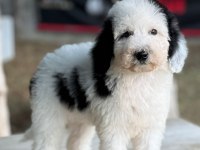 Petmode köpek çiftliğinden XL poodle yavrular