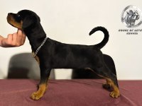 A şecereli dişi rottweiler