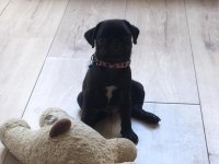 Siyah ırk secereli erkek